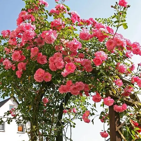 Ferienwohnung Fur Zwei Personen Mit Schonem Garten Am Waldrand * Waldsassen