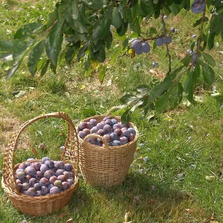 Ferienwohnung Fur Zwei Personen Mit Schonem Garten Am Waldrand *